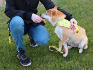 Shiba Inu wearing a vibrant yellow customizable dog bandana with playful cat designs, securely attached to its collar.